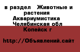  в раздел : Животные и растения » Аквариумистика . Челябинская обл.,Копейск г.
